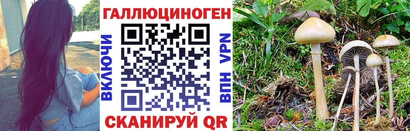 Псилоцибиновые грибы Psilocybine cubensis  кракен как войти  Иноземцево 